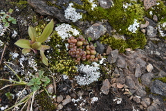 Sedum divergens