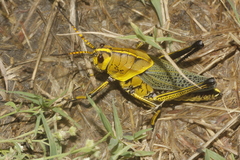 Taeniopoda tamaulipensis