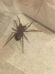Amaurobius