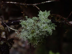 Sphaerophorus tuckermanii