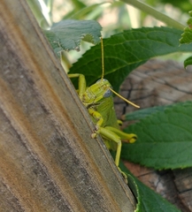 Schistocerca shoshone