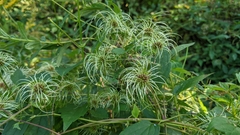 Clematis virginiana
