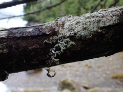 Hypogymnia oceanica