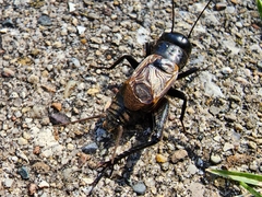 Gryllus