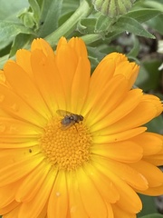 Calyptratae