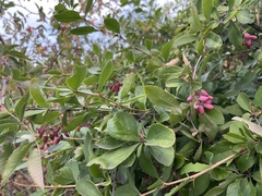 Berberis