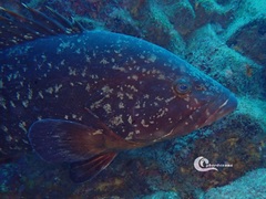 Epinephelus marginatus