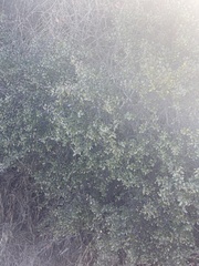 Diplacus aurantiacus