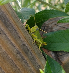 Schistocerca shoshone