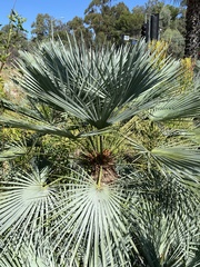 Chamaerops humilis argentea