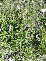 Lantana achyranthifolia