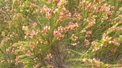 Passerina corymbosa