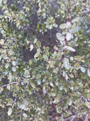 Diplacus aurantiacus