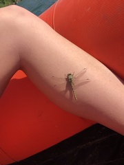 Ophiogomphus severus