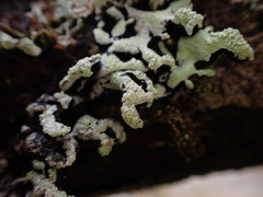 Hypogymnia oceanica