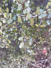 Diplacus aurantiacus