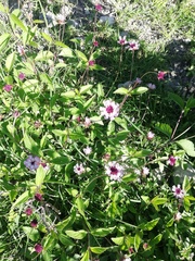 Lantana achyranthifolia