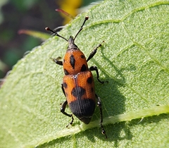 Rhodobaenus quinquepunctatus