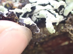 Hypogymnia oceanica