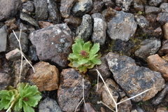 Micranthes ferruginea