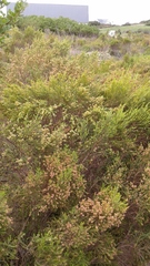 Passerina corymbosa