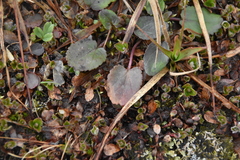 Packera pauciflora