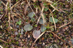 Packera pauciflora