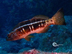 Serranus atricauda