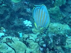 Chaetodon ornatissimus