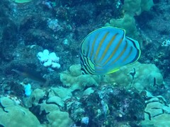 Chaetodon ornatissimus