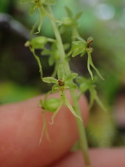 Neottia cordata