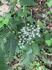 Ageratina altissima