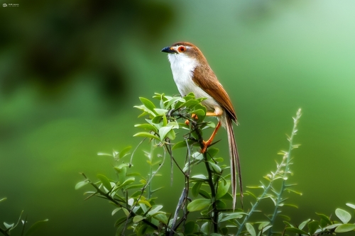 Yellow-eyed Babbler (Chrysomma sinense), photo 5