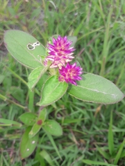 Gomphrena serrata