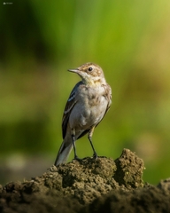 Motacilla citreola