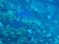 Caranx melampygus