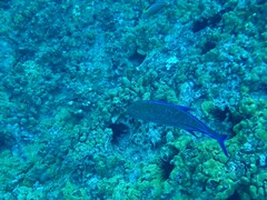 Caranx melampygus