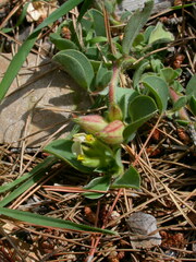 Tripodion tetraphyllum