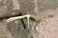 Emmelina