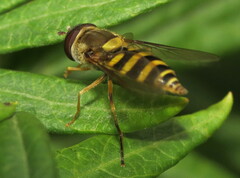 Syrphus rectus