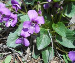 Viola hirta
