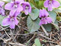 Viola hirta