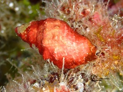 Stramonita haemastoma