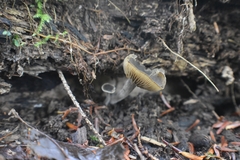 Tricholoma