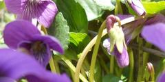 Viola hirta