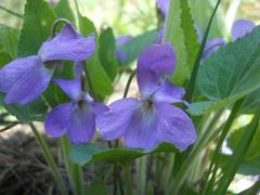 Viola hirta