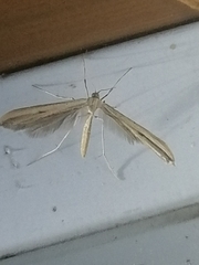 Gillmeria pallidactyla