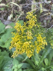 Galium verum