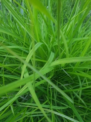 Carex foenea