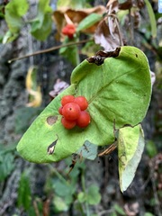 Lonicera ciliosa